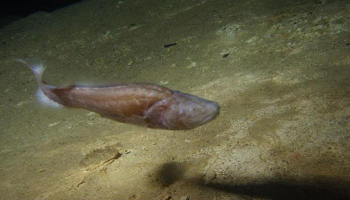Peces de las tinieblas