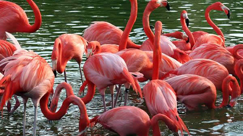 Gotas del Saber: Flamencos en Cuba