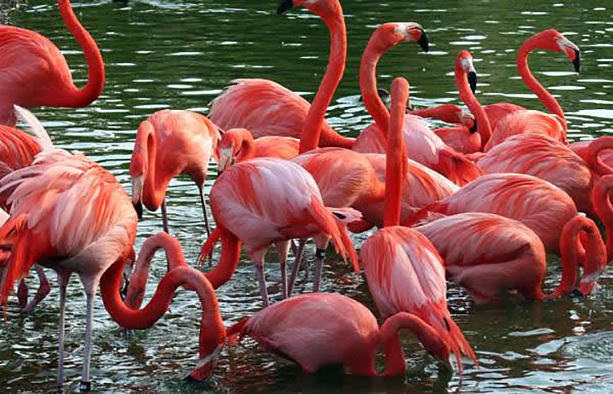 Gotas del Saber: Flamencos en Cuba