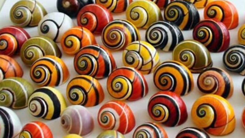 El caracol polymita en los bosques de Baracoa