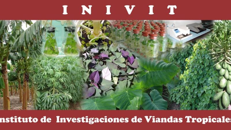 Instituto de Investigaciones de Viandas Tropicales destaca por sus aportes a la agricultura