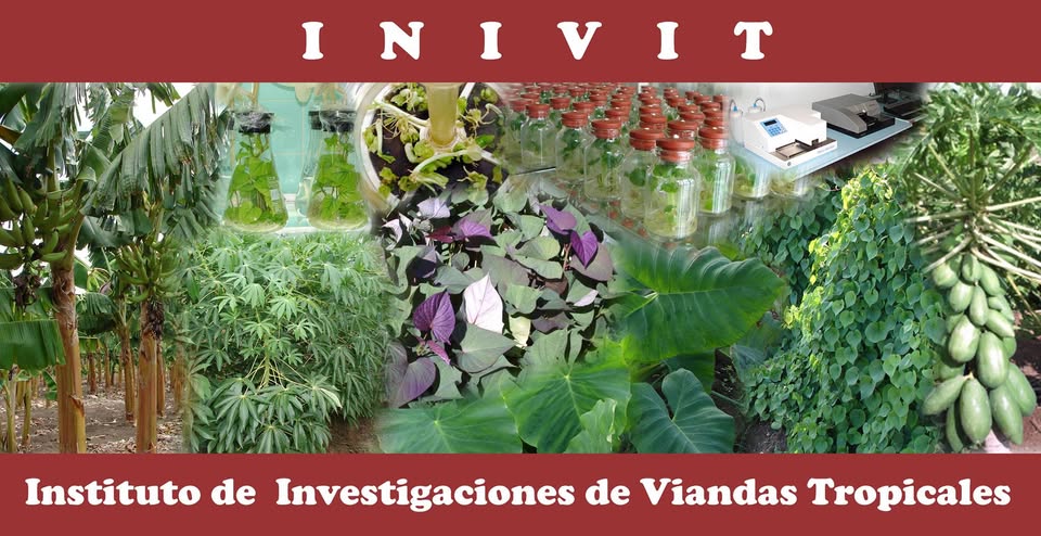 Instituto de Investigaciones de Viandas Tropicales destaca por sus aportes a la agricultura