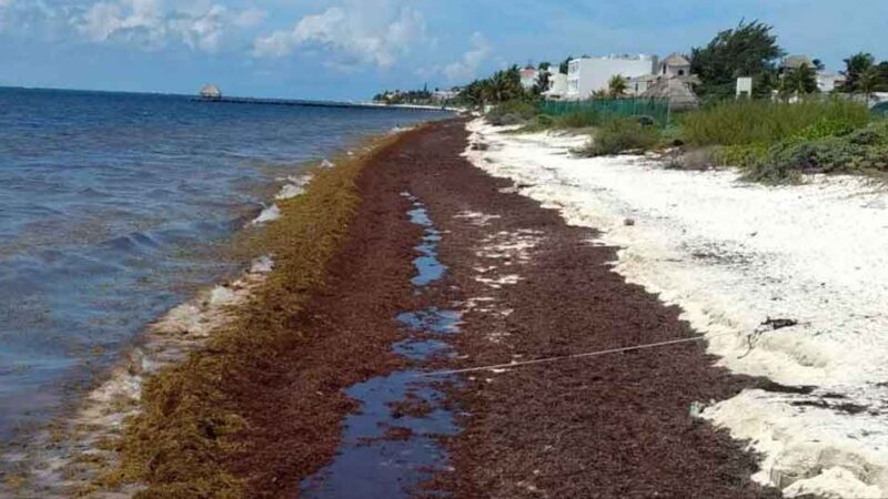 Alerta por arribo de sargazo a la costa oriental de Cuba