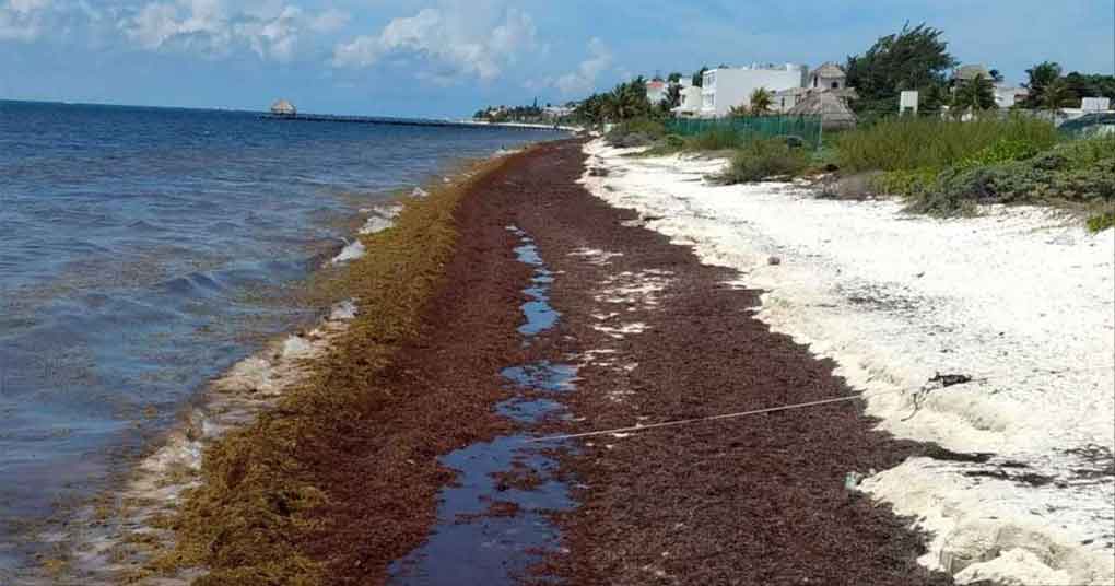 Alerta por arribo de sargazo a la costa oriental de Cuba