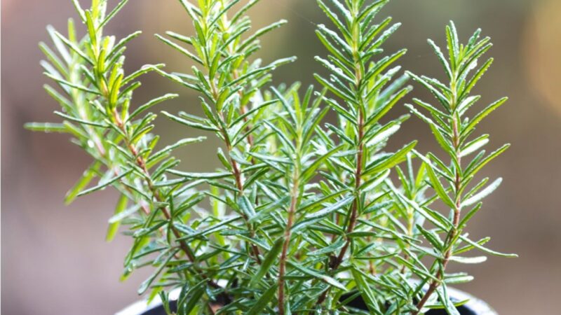 Una planta muy sanadora y aromática, el romero