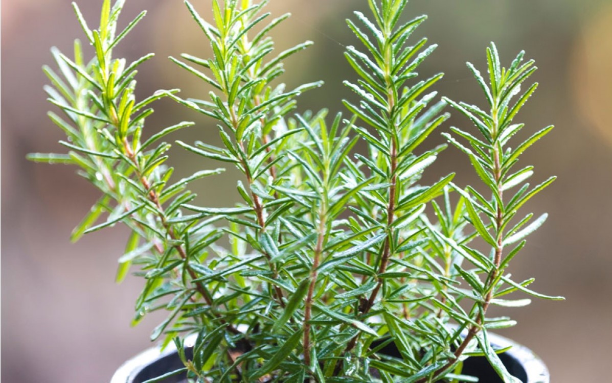 Una planta muy sanadora y aromática, el romero