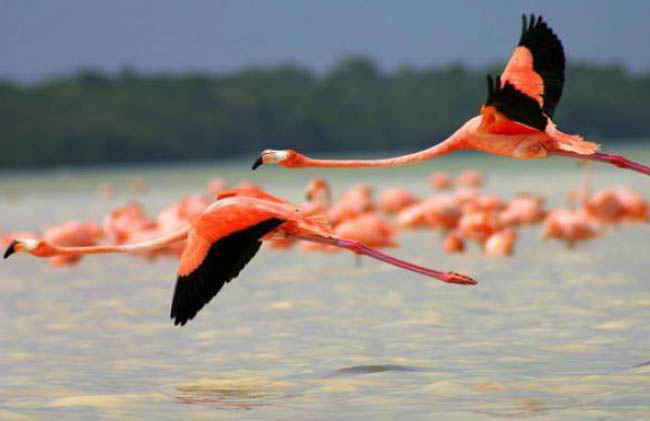 Cuba preserva sus humedales y hábitats de aves acuáticas