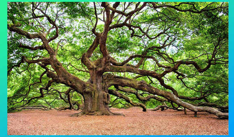 Los ecosistemas forestales: garantes de la vida en la Tierra