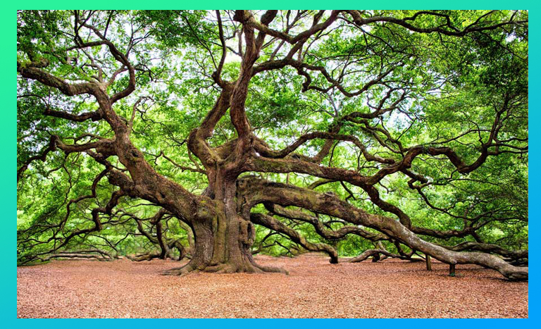 Los ecosistemas forestales: garantes de la vida en la Tierra