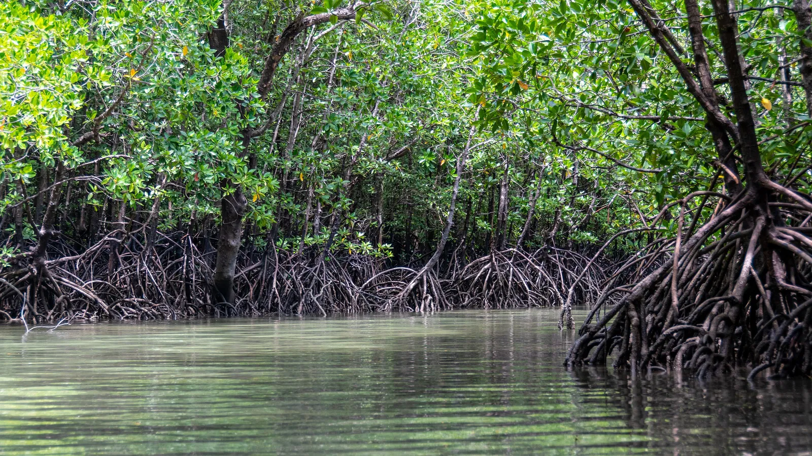 Ecosistema manglar, por la biodiversidad y conservación
