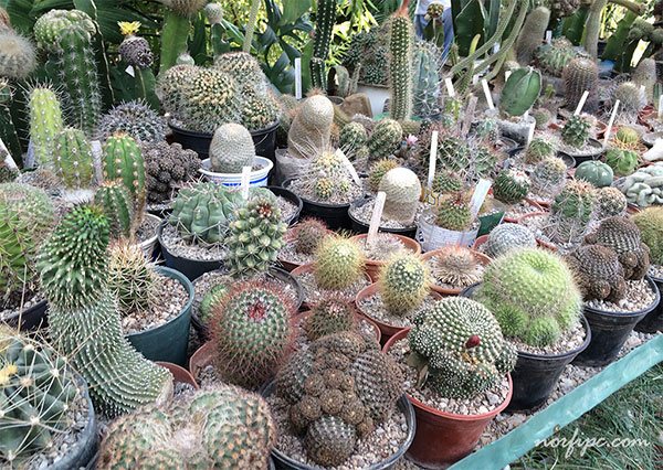 Conserva Cuba la mayor diversidad de cactus del Caribe