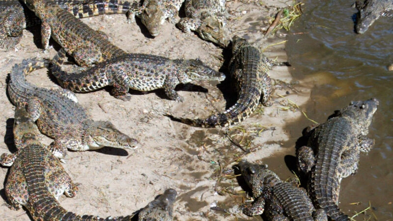 Variedad de especies de cocodrilos en ecosistemas de la Isla de la Juventud