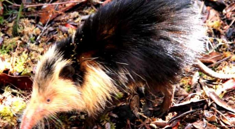 Una verdadera joya de la fauna cubana, el almiquí