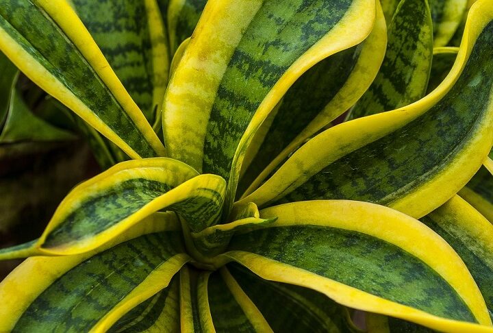 Los misterios de la planta mágica Lengua de vaca