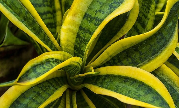 Los misterios de la planta mágica Lengua de vaca