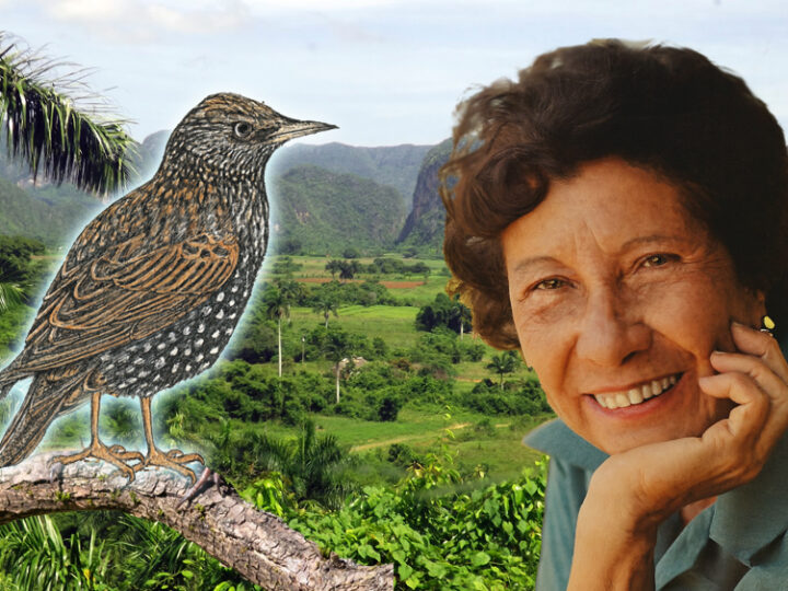 Libros que todos debemos leer: El valle de la Pájara Pinta, de Dora Alonso