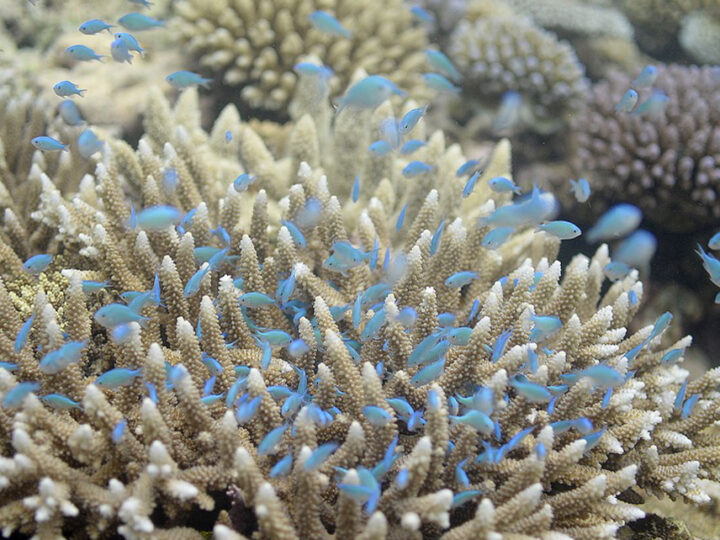 Banco de Sancho Pardo, una de las más importantes barreras coralinas cubanas