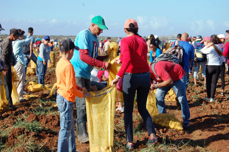 Convocan a Jornada nacional de trabajo voluntario y productivo