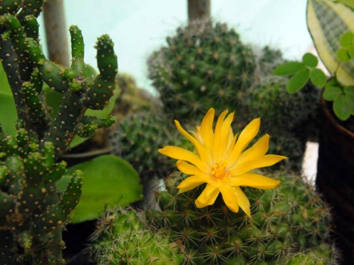 Gotas del saber, Cuba y su diversidad de cactus