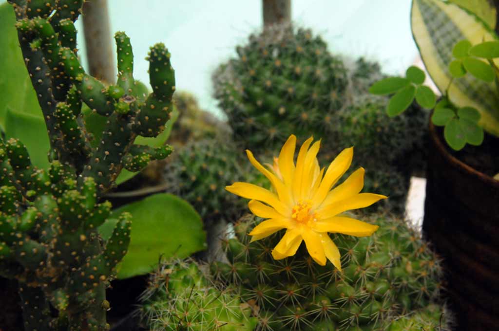 Gotas del saber, Cuba y su diversidad de cactus