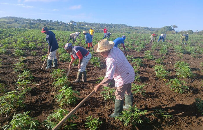 El campesinado cubano, fuerza revolucionaria leal y firme
