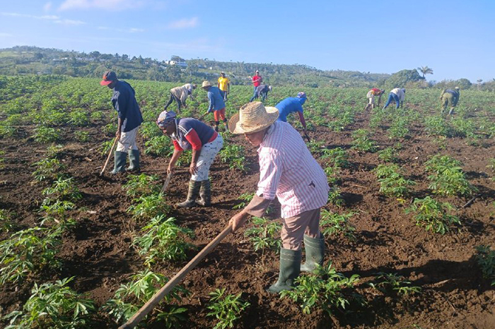 El campesinado cubano, fuerza revolucionaria leal y firme
