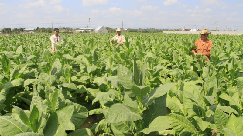 Habanos celebra Día del Trabajador tabacalero