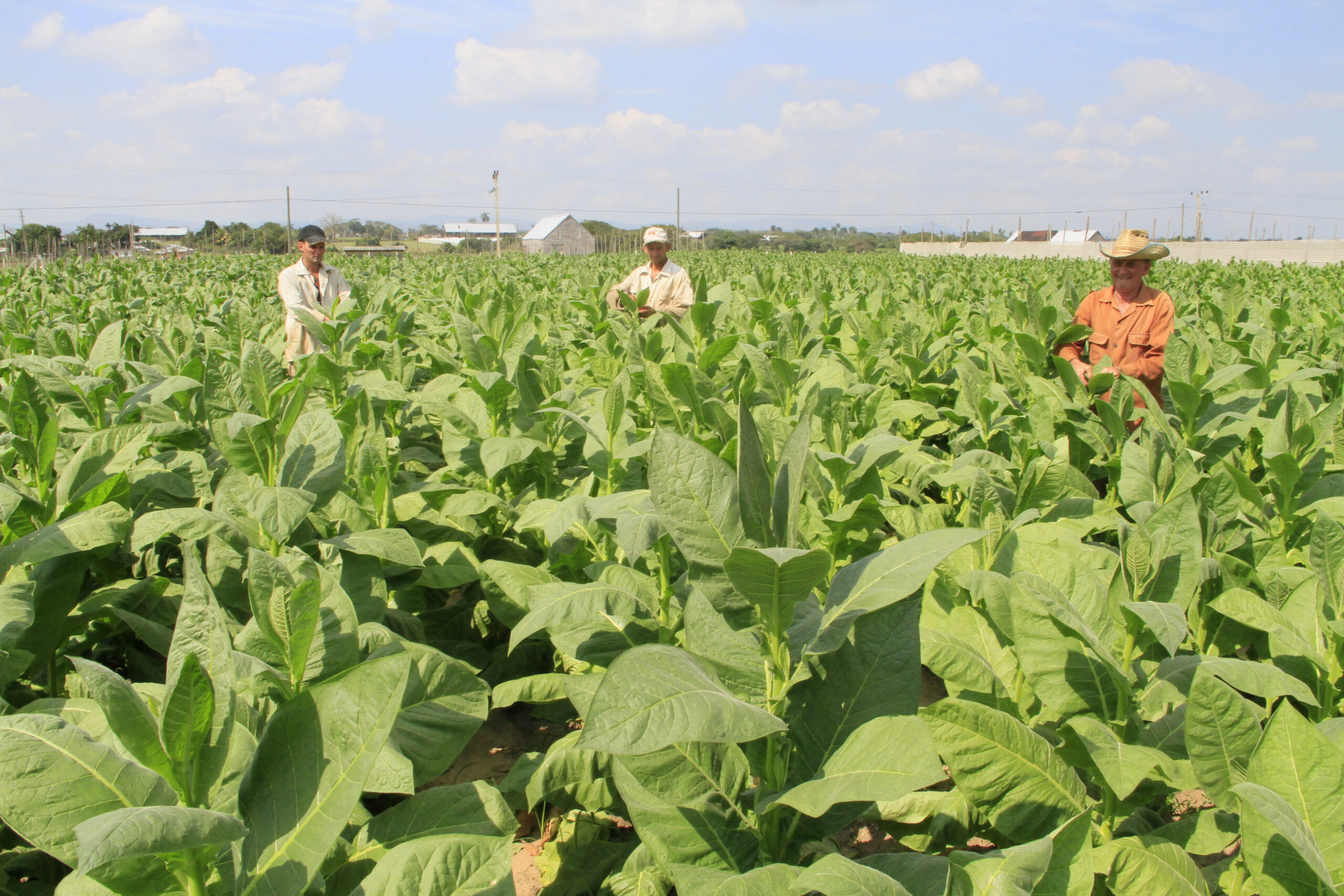 Habanos celebra Día del Trabajador tabacalero