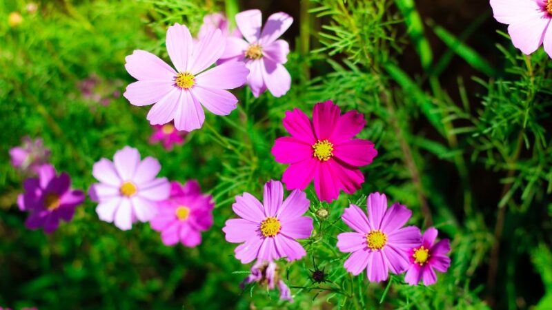 La magia de las flores