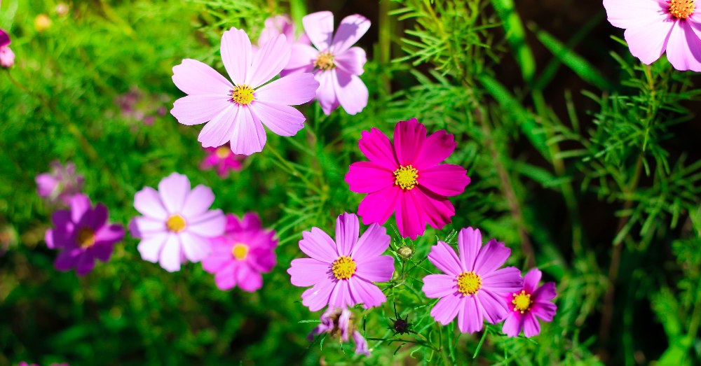 La magia de las flores