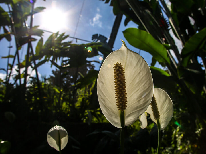 Moa, área de las especies de plantas más antiguas de Cuba