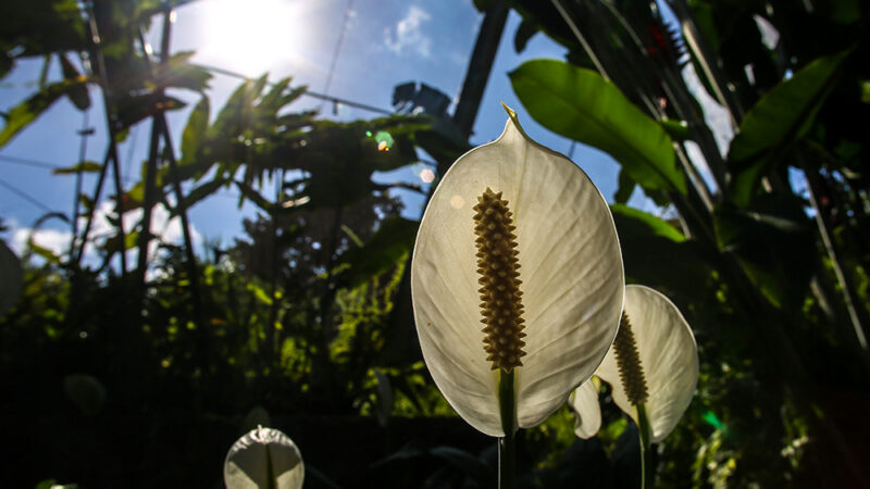 Moa, área de las especies de plantas más antiguas de Cuba