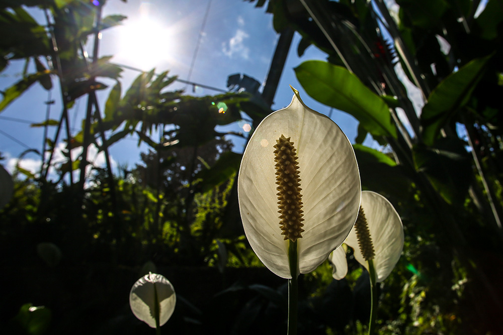Moa, área de las especies de plantas más antiguas de Cuba
