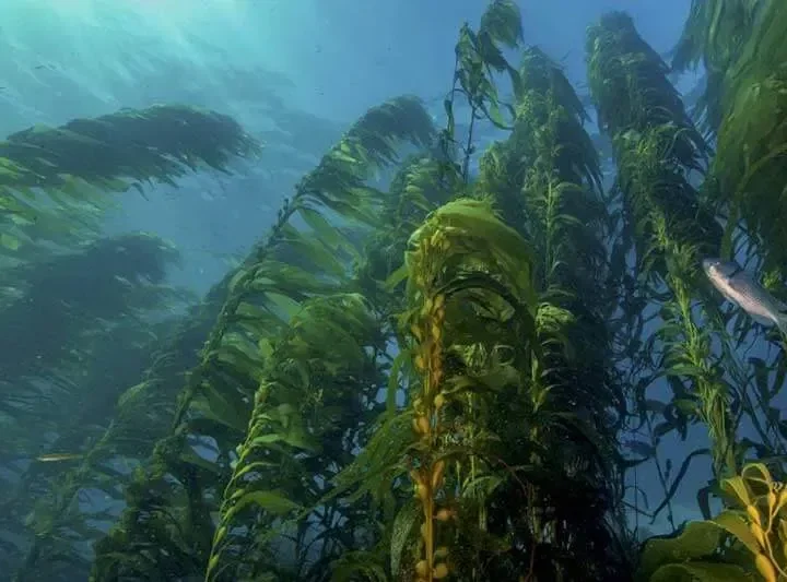 Gotas del Saber, uso sostenible de especie de pasto marino en Cuba