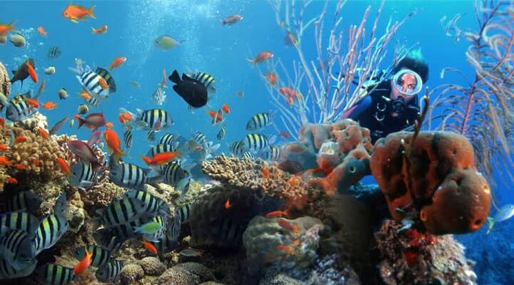 Centro de buceo en el Acuario Nacional de Cuba