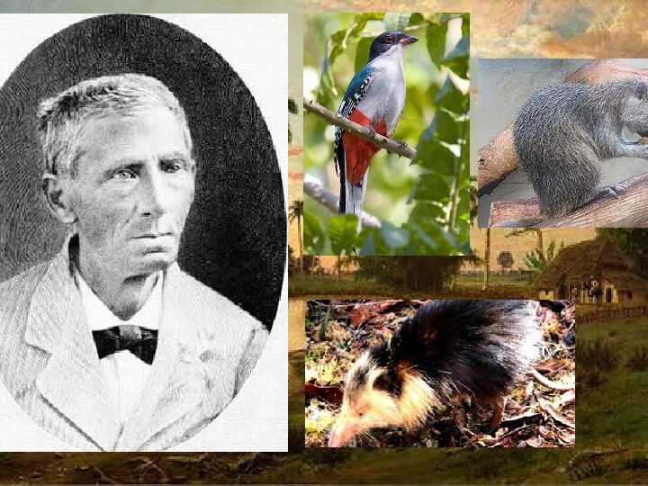 Juan Cristóbal Gundlach: el arquitecto de la zoología cubana