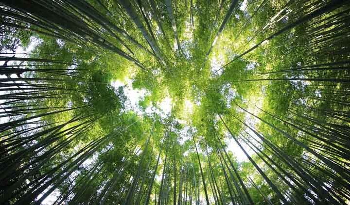 Planeta Tres, árboles en la Tierra