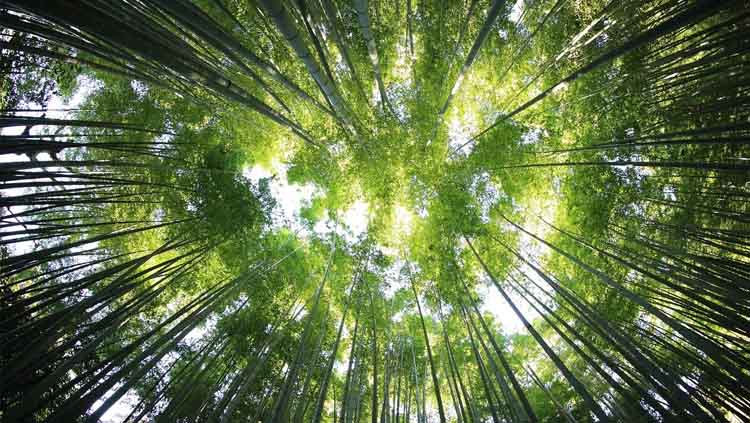 Planeta Tres, árboles en la Tierra