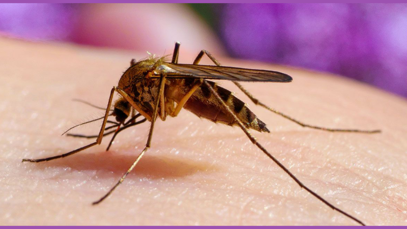 El mosquito: un enemigo silencioso y mortal