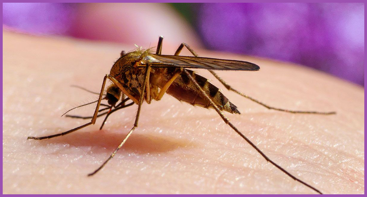 El mosquito: un enemigo silencioso y mortal