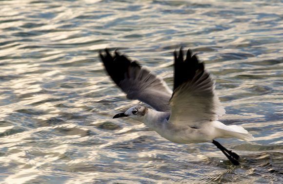 Gotas del Saber, estudios sobre aves marinas