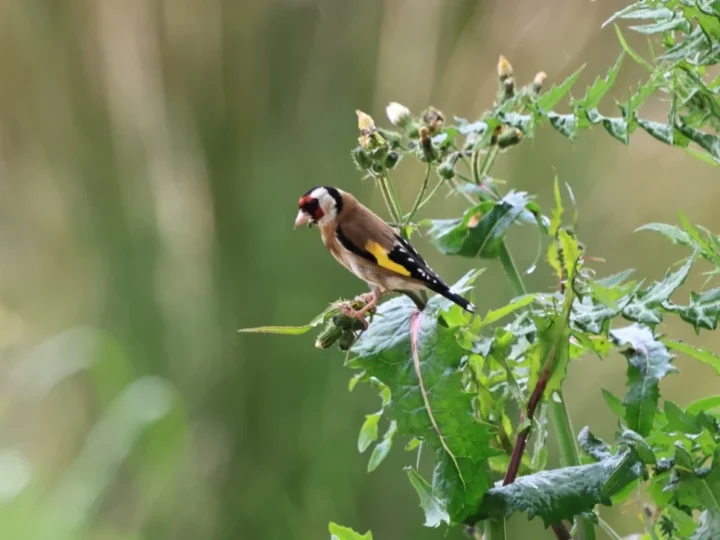 El canto de las aves, parte final