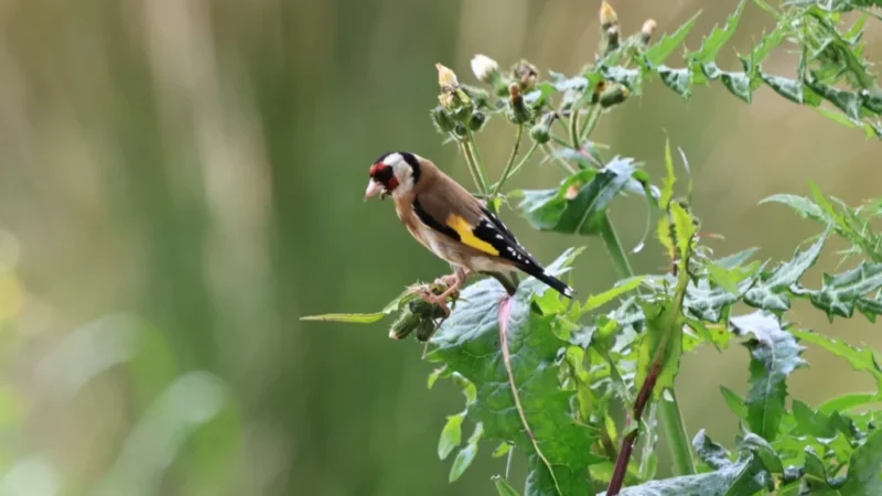 El canto de las aves, parte final