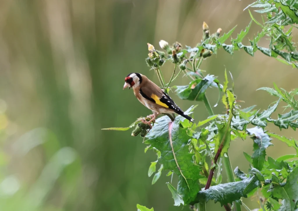 El canto de las aves, parte final