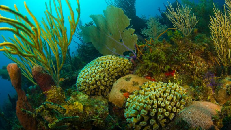 Gotas del Saber, el archipiélago Jardines de la Reina