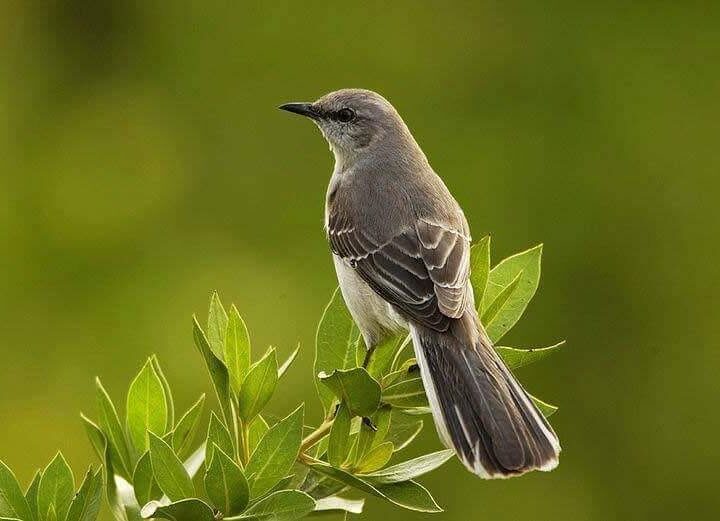 Las aves y sus cantos