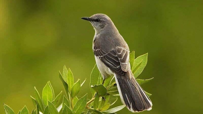 Las aves y sus cantos