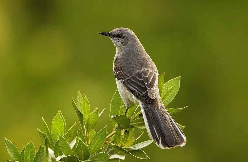 Las aves y sus cantos